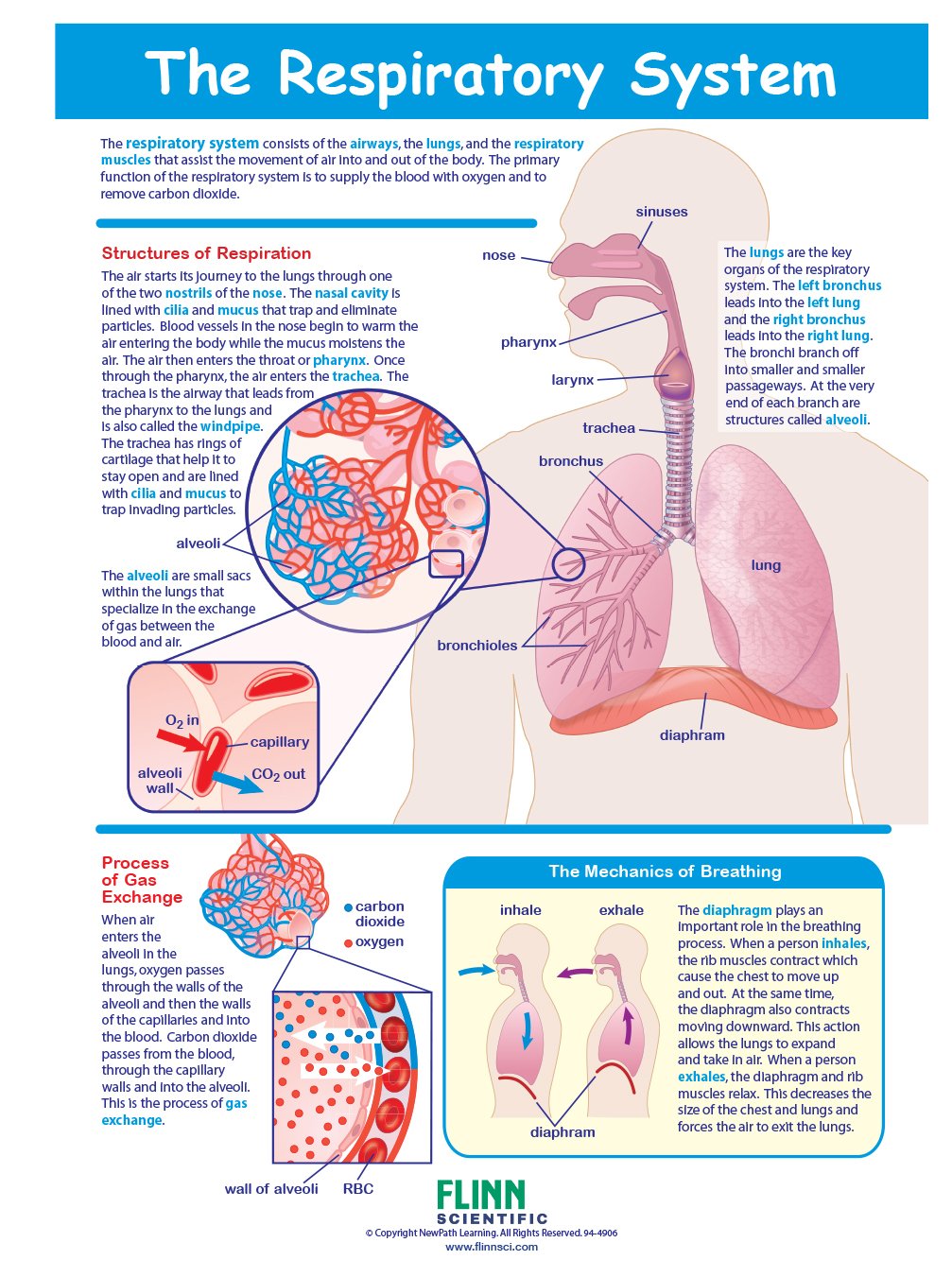 The Respiratory System—NewPath Visual Learning Guide