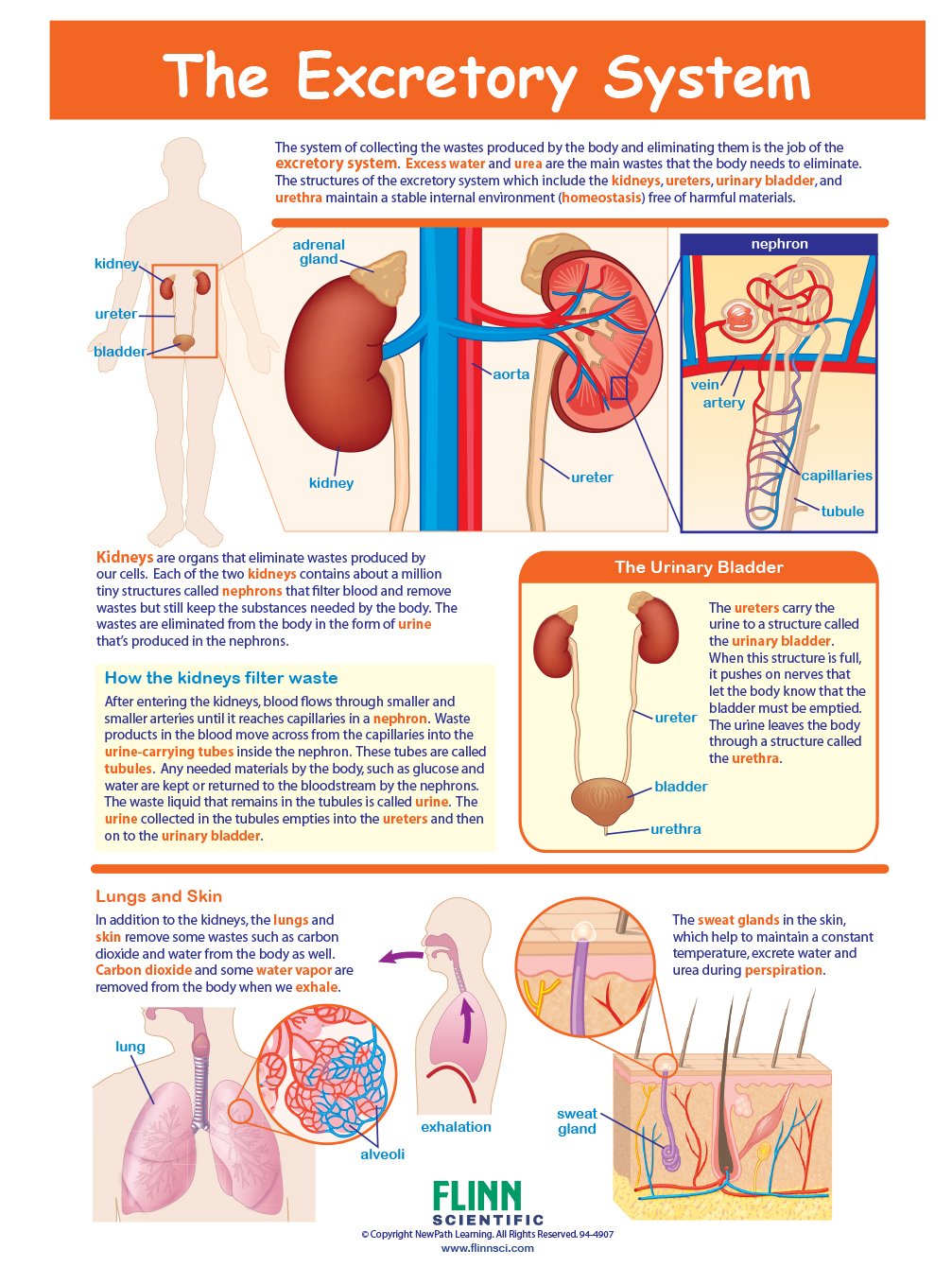 The Excretory System—NewPath Visual Learning Guide