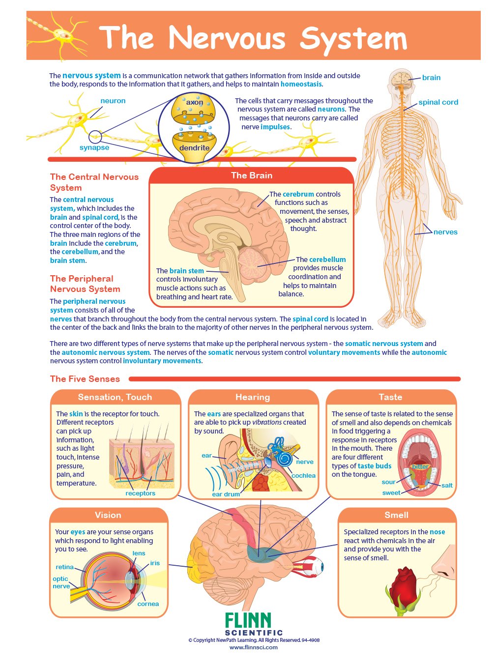 The Nervous System—NewPath Visual Learning Guide