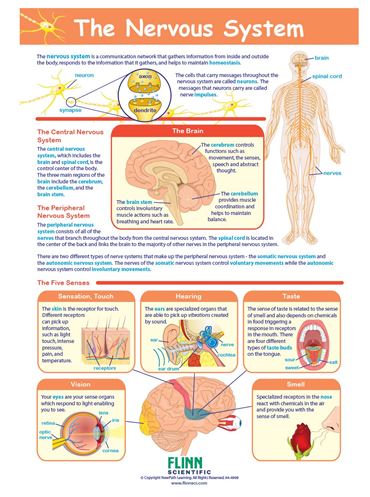 The Nervous System—NewPath Visual Learning Guide