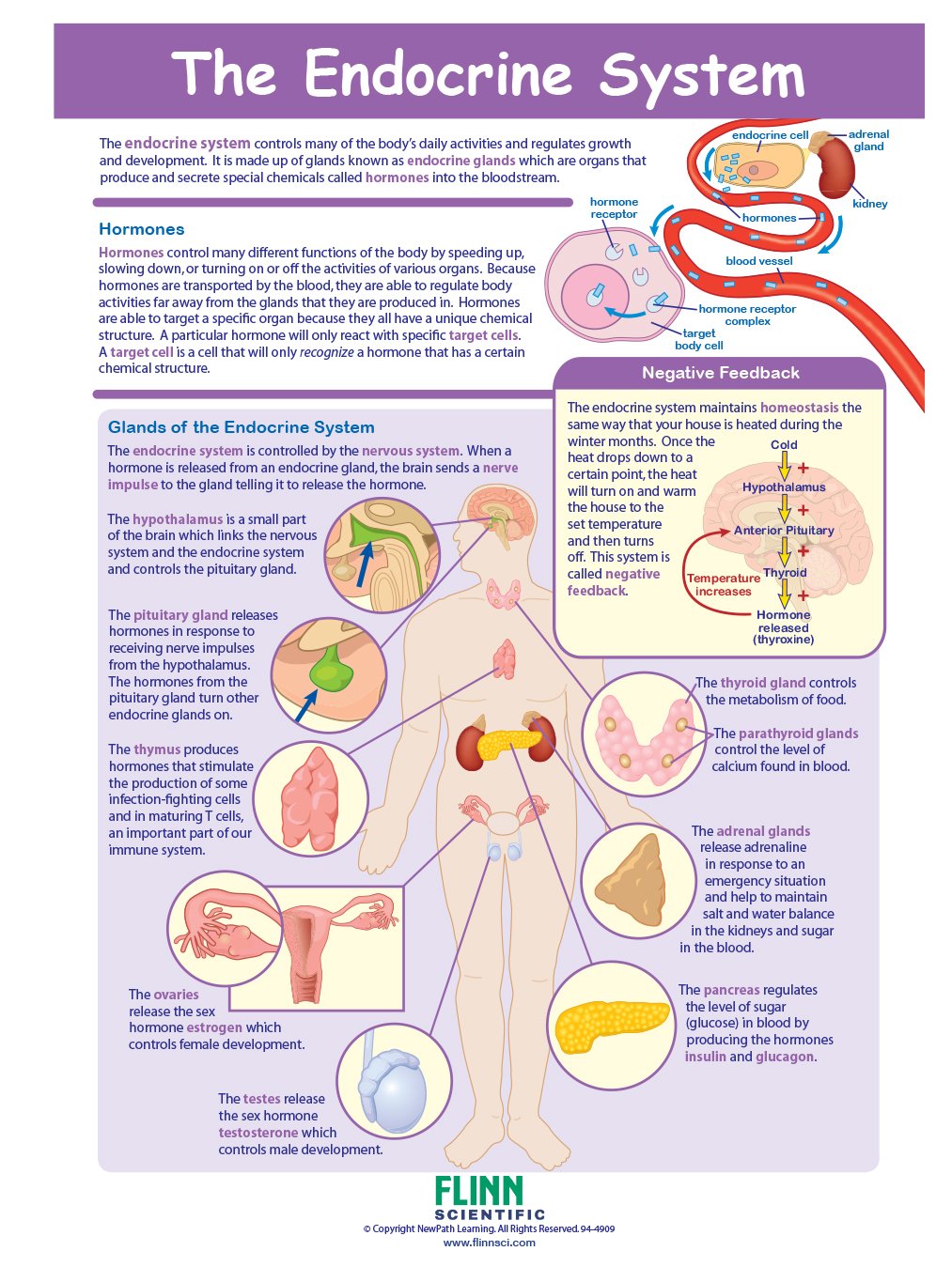 The Endocrine System—NewPath Visual Learning Guide