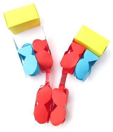 Antibodies - NewPath Science 3-D Model Kit