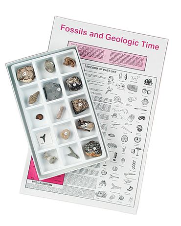 Introductory Classroom Fossil Collection for Geology