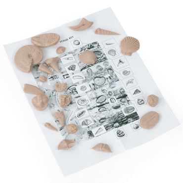 Plastic Fossil Collection for Geology