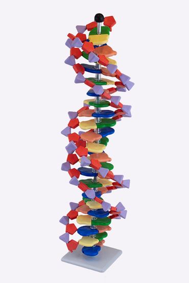 DNA Molecular Model Set (11-Tier) for Biology and Life Science