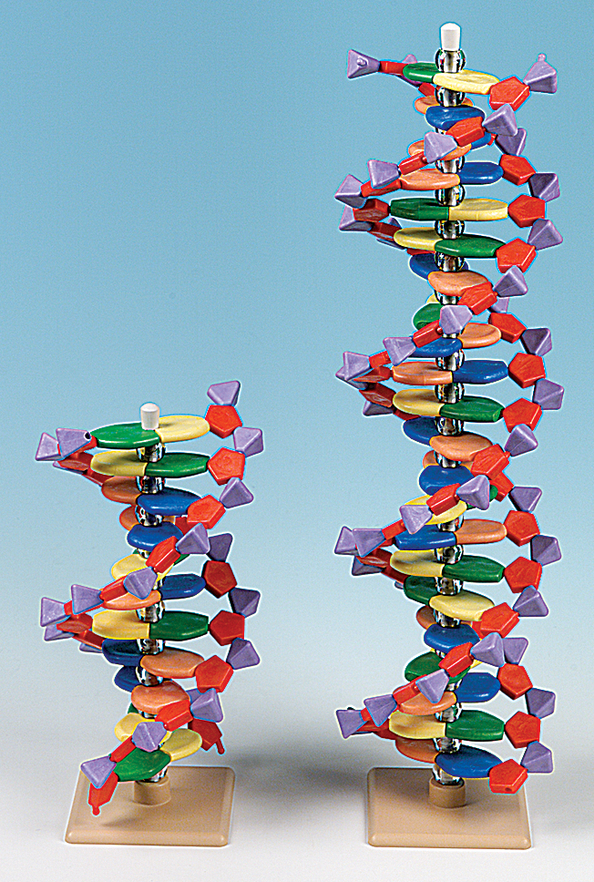 DNA Molecular Model Sets for Biology and Life Science