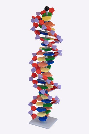 DNA Molecular Model Set (11-Tier) for Biology and Life Science