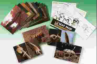 Ecology Flashcards for Aquatic Macroinvertebrate Life Cycles and Habitats