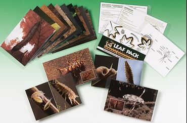 Ecology Flashcards for Aquatic Macroinvertebrate Life Cycles and Habitats