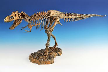 T-Rex Skeleton