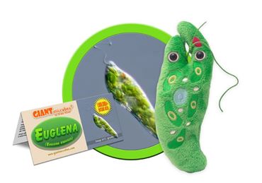 Giant Microbe® Euglena