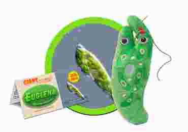 Giant Microbe® Euglena