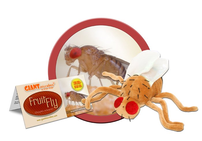 Giant Microbe® Fruit Fly