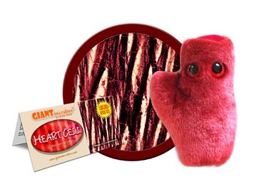 Giant Microbe® Heart Cell