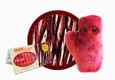Giant Microbe® Heart Cell