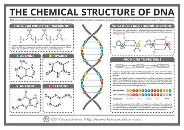 Compound Interest™ The Chemical Structure of DNA Poster