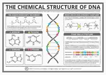 Compound Interest™ The Chemical Structure of DNA Poster