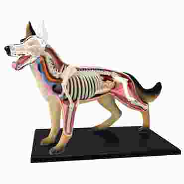 4D Vision™ Animal Anatomy Models