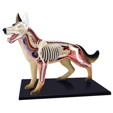4D Vision™ Animal Anatomy Models