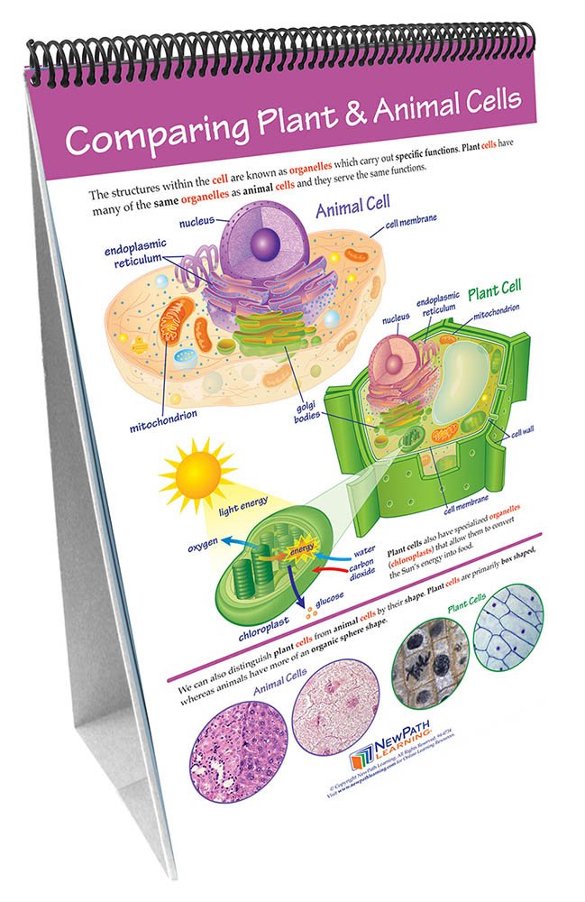 Cells—NewPath Science Flip Chart Set | Flinn Scientific