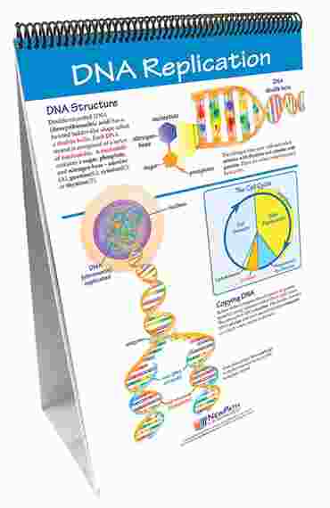 Mitosis: Cell Growth & Division—NewPath Science Flip Chart Set