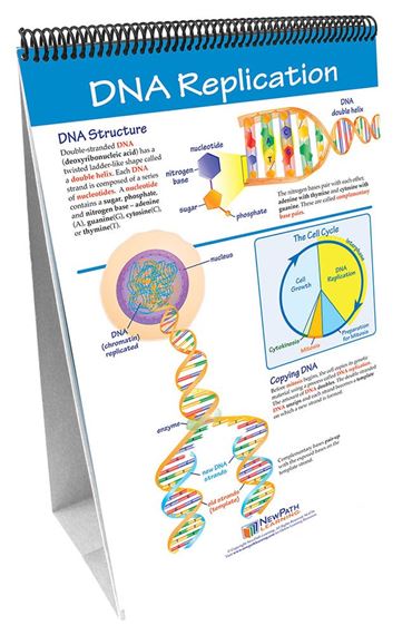 Mitosis: Cell Growth & Division—NewPath Science Flip Chart Set