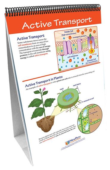 Osmosis—NewPath Science Flip Chart Set