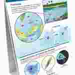 Protists: Pond Microlife—NewPath Science Flip Chart Set