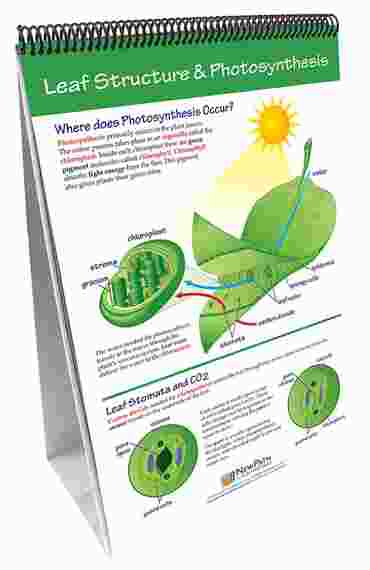 Photosynthesis & Cellular Respiration—NewPath Science Flip Chart Set