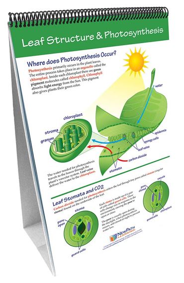 Photosynthesis & Cellular Respiration—NewPath Science Flip Chart Set