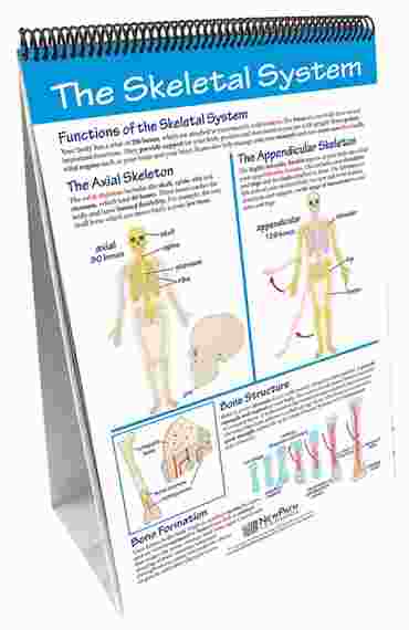 Human Body I: Moving & Controlling the Body—NewPath Science Flip Chart Set