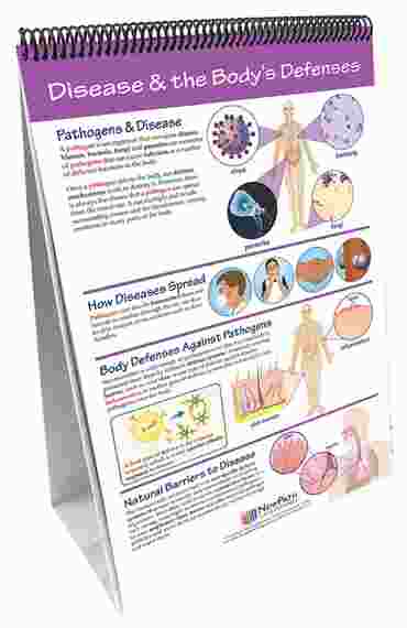 Human Body III: Maintaining Life—NewPath Science Flip Chart Set