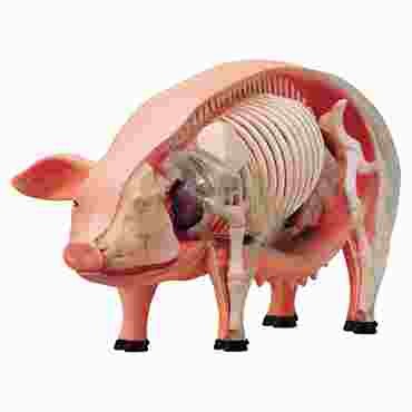 4D Vision™ Animal Anatomy Models