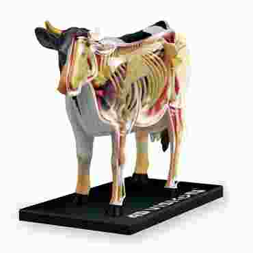 4D Vision™ Animal Anatomy Models