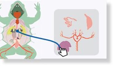 Flinn Digital Dissection Labs, 1-Year Access