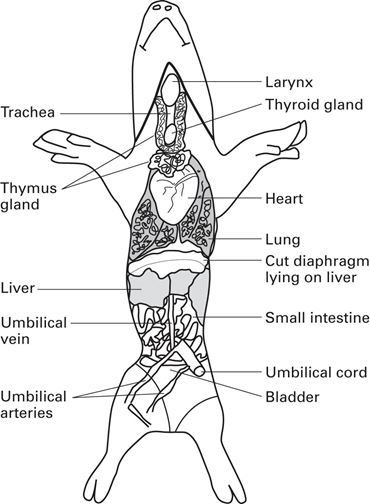 Flinn Digital Dissection Labs, 1-Year Access