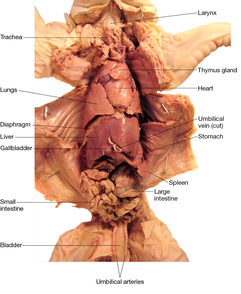 Fetal Pig Digital Bundle Fetal Pig Digital Bundle