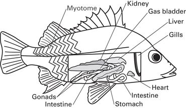 Flinn Digital Dissection Labs, 1-Year Access