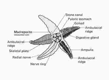 Flinn Digital Dissection Labs, 1-Year Access