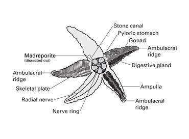 Flinn Digital Dissection Labs, 1-Year Access