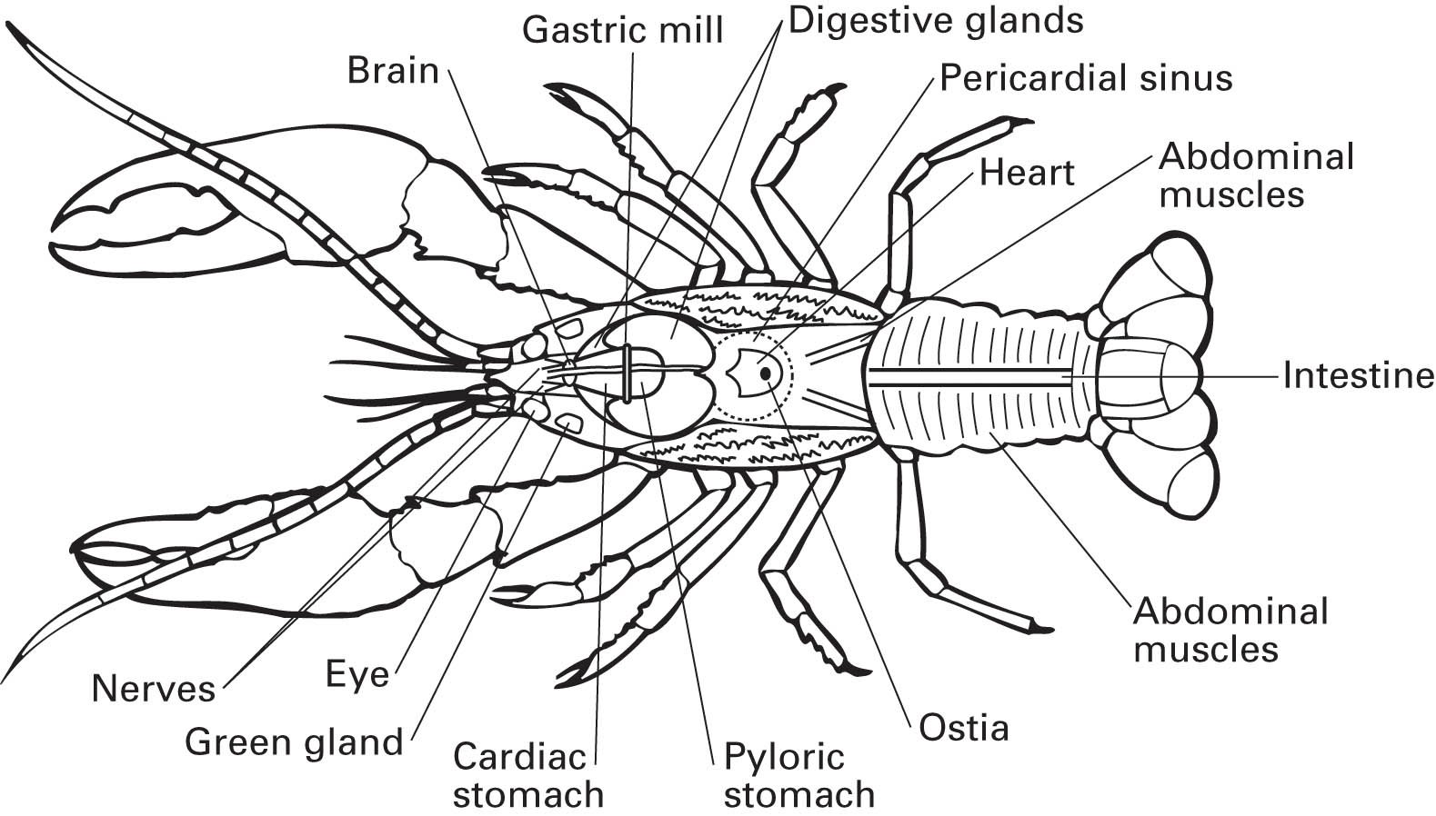 Flinn Digital Dissection Labs Crayfish, 1Year Access