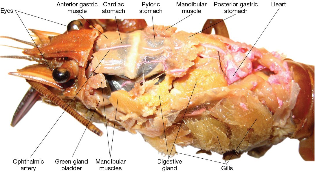 Flinn Digital Dissection Labs Crayfish, 1Year Access