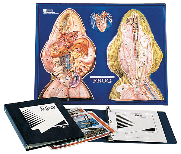 Frog Model Activity Set for Biology and Life Science