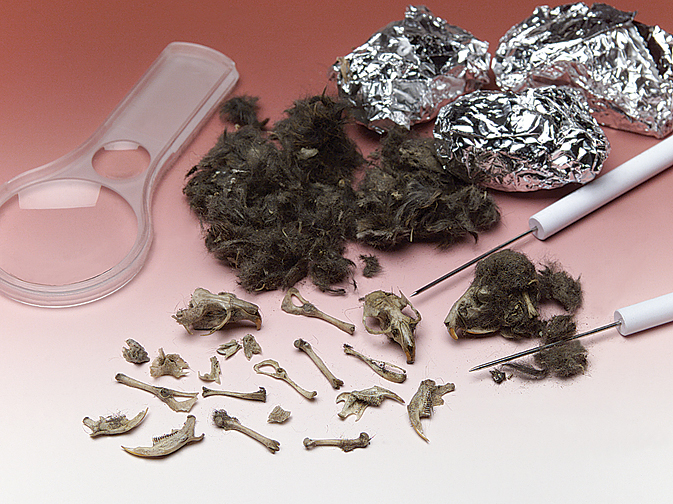 Owl Pellet Student Pack