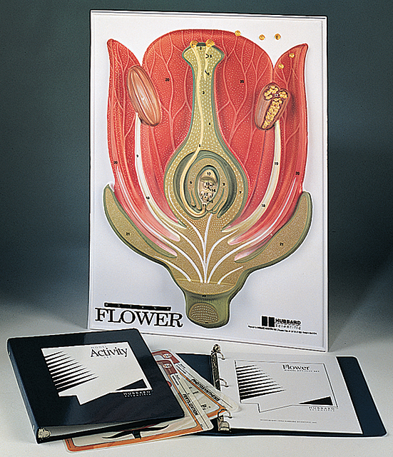 Flower Model Activity Set for Biology and Life Science