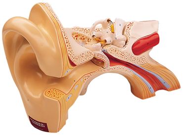 Giant Ear Model with Three Parts for Anatomy Studies
