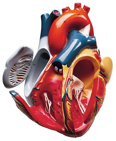 The Heart of America™ Heart Model