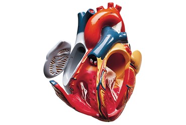 The Heart of America™ Heart Model