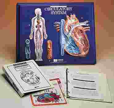 Heart Model Activity Set