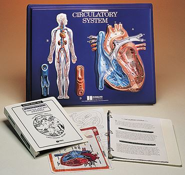 Heart Model Activity Set